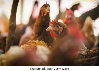 Close up hen in the chicken farm.Concept organics farm, organic living.Asian agriculture.Chicken egg. Healthy farm healthy food. Natural food for chicken. Export import chicken. World's food day. 