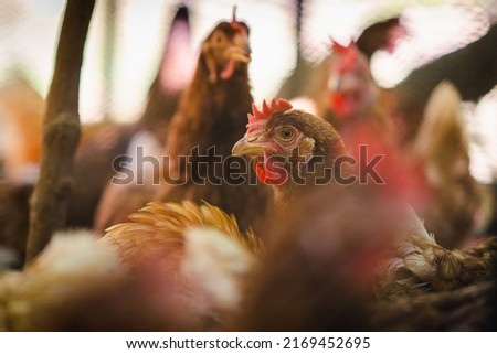 Close up hen in the chicken farm.Concept organics farm, organic living.Asian agriculture.Chicken egg. Healthy farm healthy food. Natural food for chicken. Export import chicken. World's food day. 