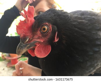close up of hen looking into the camera