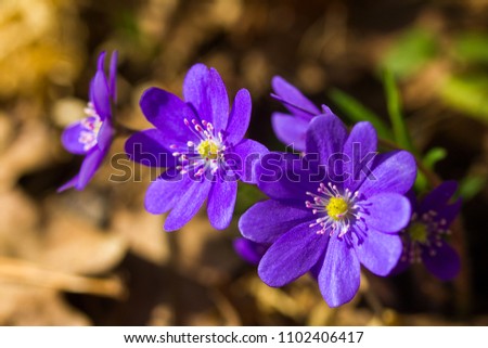 close up hepatica, first spring flowers