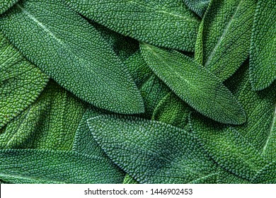 Close Up Herb Sage Leaf Abstract Texture Background 