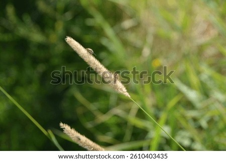 Close up of herbal leys with bugs
