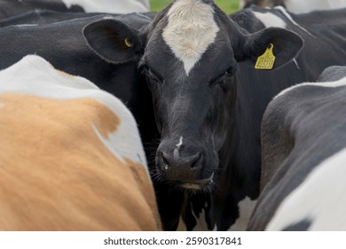 Close up of a herd of curious cows with one black and white Holstein cow singled out