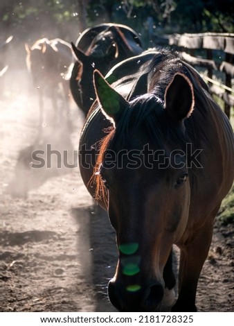 Similar – Image, Stock Photo A very thirsty black dog greedily drinks water from a hose on a hot summer day
