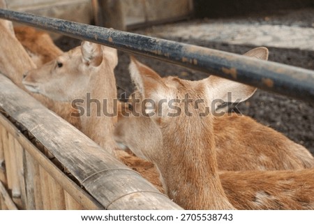 Close up Herd of Timorese Deer in Captivity at Zoo