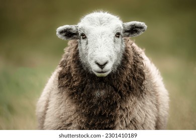 Close up of a  Herdwick sheep with facing camera stood on open Cumbrian fells. Lake District, UK. Horizontal.  Herdwick Sheep are native to Cumbria. Space for copy.
