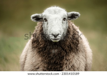 Close up of a  Herdwick sheep with facing camera stood on open Cumbrian fells. Lake District, UK. Horizontal.  Herdwick Sheep are native to Cumbria. Space for copy.