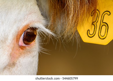 Close Up Of Hereford Cow Face And Eye With Ear Tag Showing