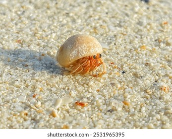 Close up hermit crab on the beach. Hermit crabs are intermediate between crabs and crustaceans as invertebrates. - Powered by Shutterstock