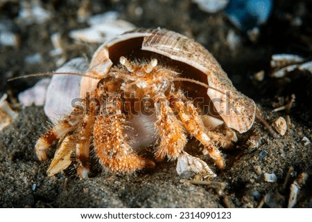 Close up of a Hermit crab underwater in the St. Lawrence River