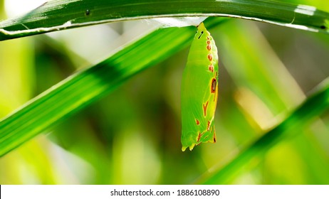 Close Up Hibernating Worm Dates With Green Leaf