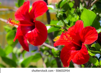 Close Up Of An Hibiscus Flower In A Garden