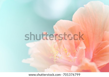 Close up  Hibiscus Flower in soft focus.
Sweet coral-pink blossoms Hibiscus Flower also known as Jane Cowl Tropical Hibiscus, Queen-of-the-tropics on natural bokeh background with filter effect