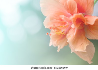 Close up Hibiscus Flower in soft focus.Orange Hibiscus Flower also known as Jane Cowl Tropical Hibiscus, Queen-of-the-tropics. Hibiscus flower on natural bokeh background.
