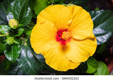 Nahaufnahme einer Hibiskusblume. Eine gelbe orangefarbene Hibiskusblume, kurz nach dem Öffnen.  Detaillierte Makrofotografie nach der Blüte des Hibiskus, mit den grünen Blättern. Die malaysische Nationalblume
