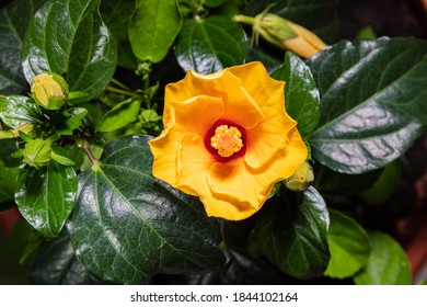 Nahaufnahme einer Hibiskusblume. Eine gelbe orangefarbene Hibiskusblume, kurz nach dem Öffnen.  Detaillierte Makrofotografie nach der Blüte des Hibiskus, mit den grünen Blättern. Die malaysische Nationalblume