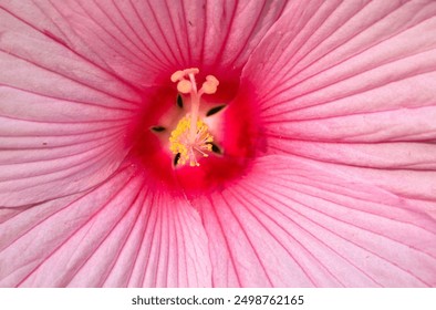 Close up of Hibiscus moscheutos var. palustris
Pink Mallow, Pink Rose Mallow - Powered by Shutterstock