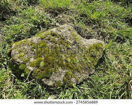 A close up high angle overhead shot of a large grey stone rock lying in a grassy field. The rough surface of the stone is covered in patches of soft green moss and lichen texture surrounded by blades of fresh grass and small dry twigs.