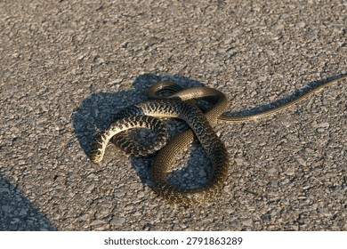 Close up high angle view of a dead Natrix tessellata diced snake roadkill casualty on a paved road surface. Highlighting wildlife vehicle collisions, habitat fragmentation and conservation issues in Lugano, Ticino canton, Switzerland.