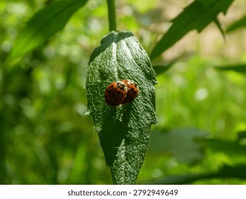Close up high angle view of two ladybugs mating on a textured green leaf. Bright natural sunlight, green grass bokeh in the background, sharp focus on insects. Solitude wild nature scene, nobody, copy space.