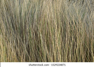 A Close Up High Definition Image Of Dry Beach Or Snad Dune Grasses Reeds Swaing In The Wind Breeze. Line, Texture, Direction And Patterm In This Elements Style Background.