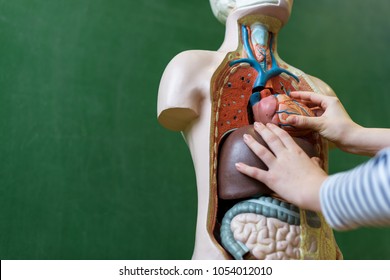 Close Up Of A High School Student Learning Anatomy In Biology Class, Putting A Heart Inside An Artificial Human Body Model.