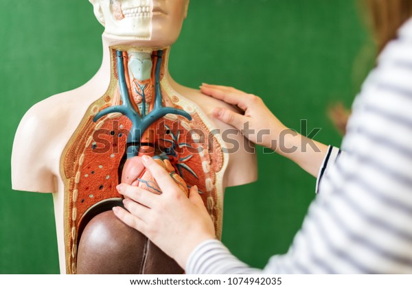 Close up of a high school student learning anatomy\
in biology class, putting a heart inside an artificial human body\
model.