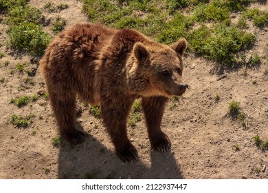 Close Up From High Viewpoint Of A Fmale Brown Bear