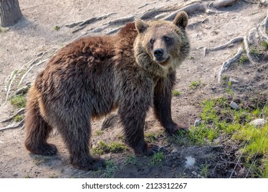 Close Up From High Viewpoint Of A Male Brown Bear