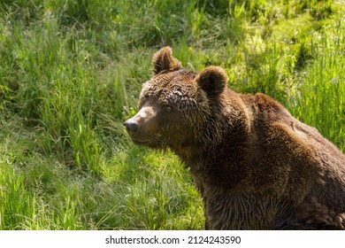 Close Up From High Viewpoint Of A Male Brown Bear