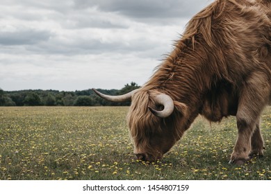 Close Up Of The Highland Cattle Grazing In The New Forest Park In Dorset,UK, In Summer.