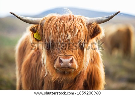 Close up of a highland cow on the Scottish moor