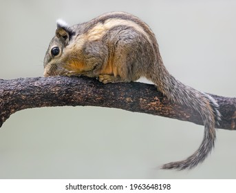 Close up of a Himalayan Striped Squirrel (Tamiops mcclellandii)