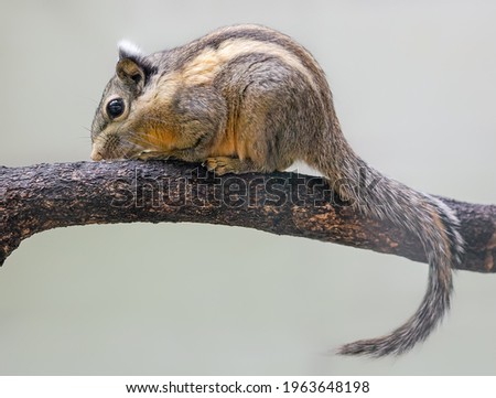Close up of a Himalayan Striped Squirrel (Tamiops mcclellandii)