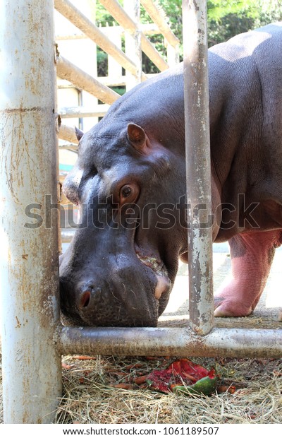 Kangaroo Odense Zoo Stock Photo Edit Now Shutterstock