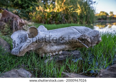 Close up of a hippo skull lying on the ground next to a water hole in the African wilderness.