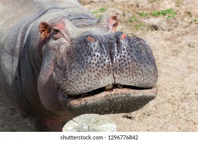 Close Up Of A Hippopotamus Face Showing Hairy Whiskers And Sweat Beads With A Slight Grin.