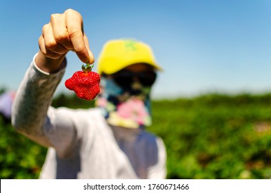 Close Up Of Holding Red Fresh And Ready Strawberry While Pick Your Own Berries At The Farm And Wearing Protective Mask During COVID Virus Pandemic