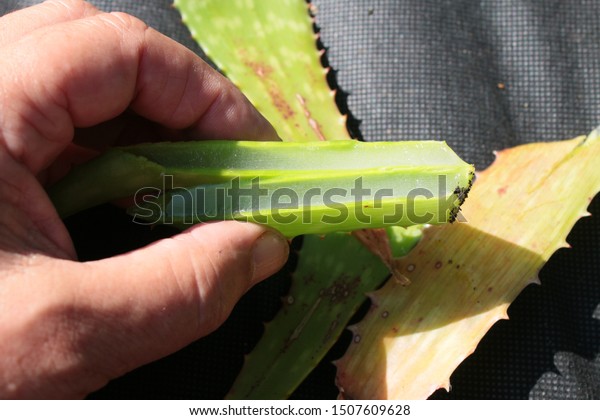 Close Home Grown Aloe Vera Plant Stock Photo Edit Now 1507609628