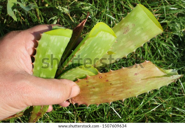 Close Home Grown Aloe Vera Plant Stock Photo Edit Now 1507609634