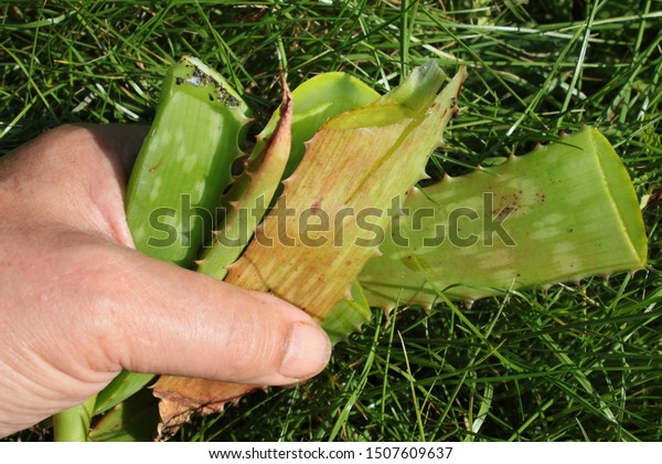 Close Home Grown Aloe Vera Plant Stock Photo Edit Now 1507609637