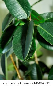 Close Up Home Plant Rubber Plant Or Ficus Elastica Wit Water Drop, Home Plants Care Concept