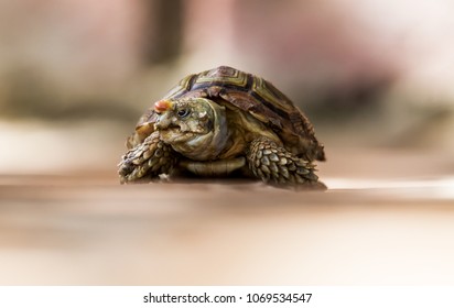 Padloper Images, Stock Photos & Vectors | Shutterstock