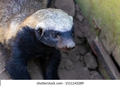 823 Honey badger Images, Stock Photos & Vectors | Shutterstock