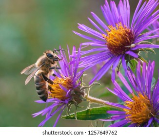 Close up of a honey bee (Apis mellifera) feeding on some purple New England Aster wildflowers against a green background - Powered by Shutterstock