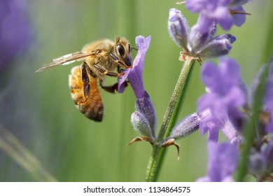 A Close Up Of A Honey Bee, Apis, On A Lavendar Plant, Lavandula Spica.