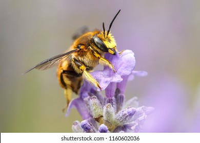 A Close Up Of A Honey Bee, Apis, On A Lavendar Plant, Lavandula Spica.