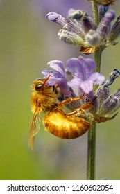 A Close Up Of A Honey Bee, Apis, On A Lavendar Plant, Lavandula Spica.