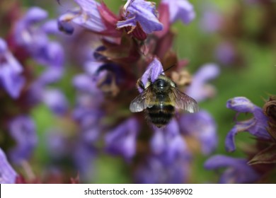 A Close Up Of A Honey Bee, Apis, On A Lavendar Plant, Lavandula Spica.