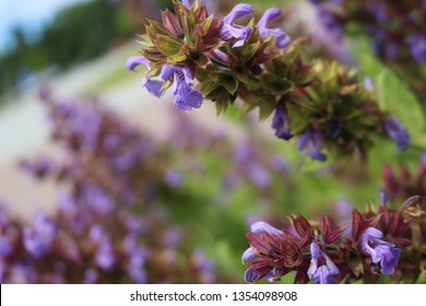 A Close Up Of A Honey Bee, Apis, On A Lavendar Plant, Lavandula Spica.